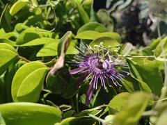 Passiflora subrotunda