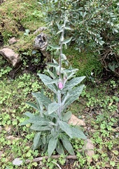 Digitalis minor