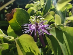 Passiflora subrotunda