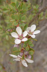 Leptospermum glaucescens