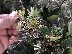 Danais volubilis image