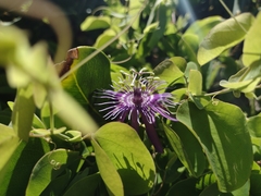 Passiflora subrotunda