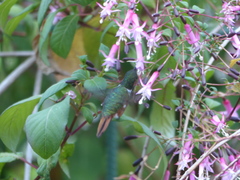 Selasphorus flammula