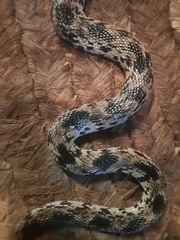 Aspidelaps scutatus intermedius
