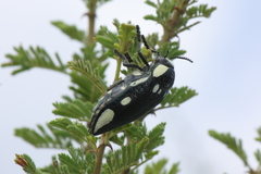 Sternocera orissa orissa