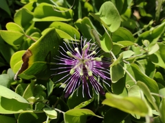 Passiflora subrotunda