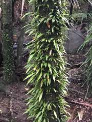 Loxogramme dictyopteris