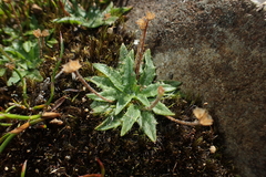 Plantago paradoxa