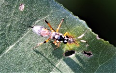 Xanthocryptus