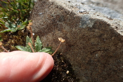 Plantago paradoxa