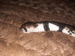 Aspidelaps scutatus intermedius
