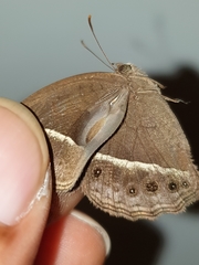 Mycalesis subdita