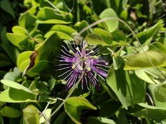 Passiflora subrotunda