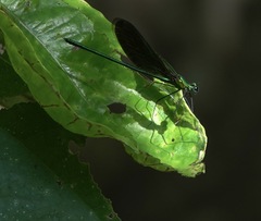 Neurobasis luzoniensis