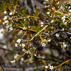 Logania linifolia