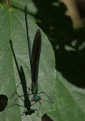 Neurobasis luzoniensis