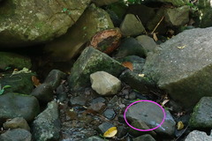 Heteronaias heterodoxa