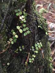 Metrosideros perforata