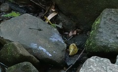 Heteronaias heterodoxa