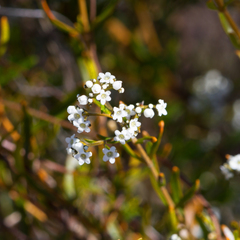 Logania linifolia