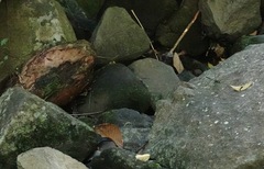 Heteronaias heterodoxa