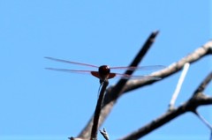 Urothemis aliena