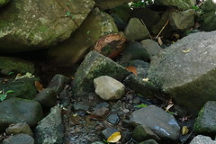 Heteronaias heterodoxa