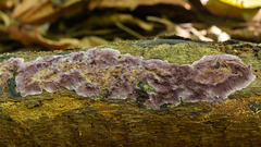 Phlebiopsis crassa