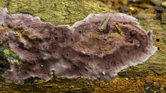 Phlebiopsis crassa