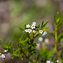 Logania linifolia