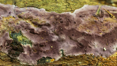 Phlebiopsis crassa