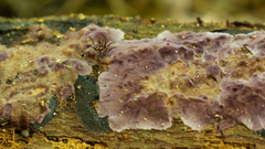 Phlebiopsis crassa