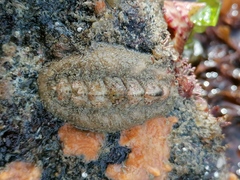 Acanthochitona fascicularis