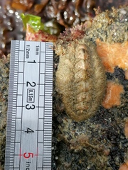 Acanthochitona fascicularis