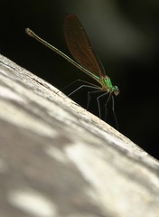 Neurobasis luzoniensis