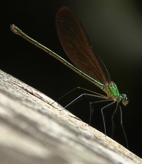 Neurobasis luzoniensis