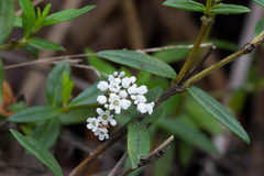 Logania recurva