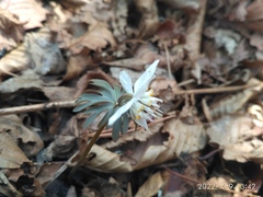 Eranthis stellata