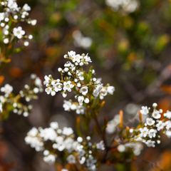 Logania linifolia