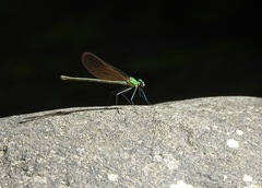 Neurobasis luzoniensis