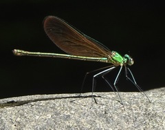 Neurobasis luzoniensis