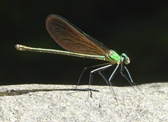 Neurobasis luzoniensis