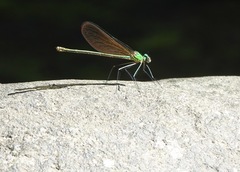 Neurobasis luzoniensis