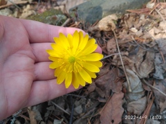 Adonis amurensis