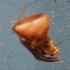 Neospintharus trigonum