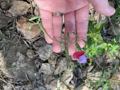 Lathyrus clymenum