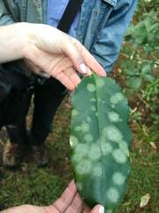 Cephaleuros lagerheimii