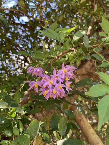 Solanum seaforthianum iNat (1)