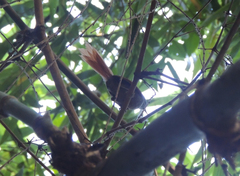 Synallaxis ruficapilla