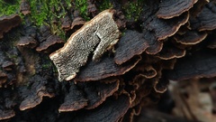 Dentocorticium portoricense
